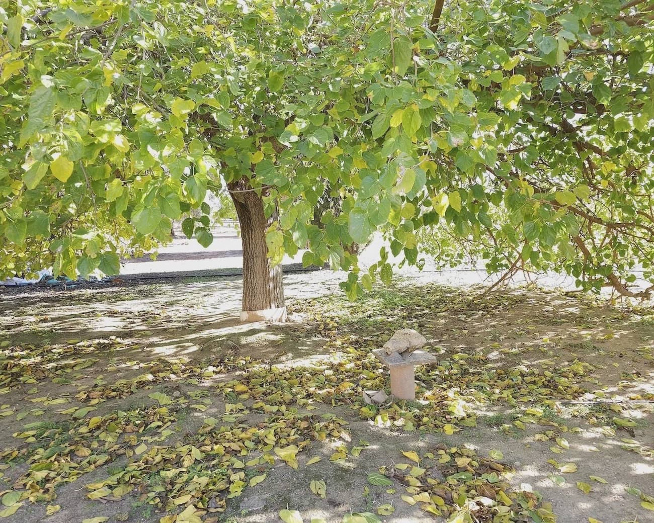5 soveværelse Finca/Landehus til salg i Puente Genil med swimmingpool garage - € 400.000 (Ref: 8074384)