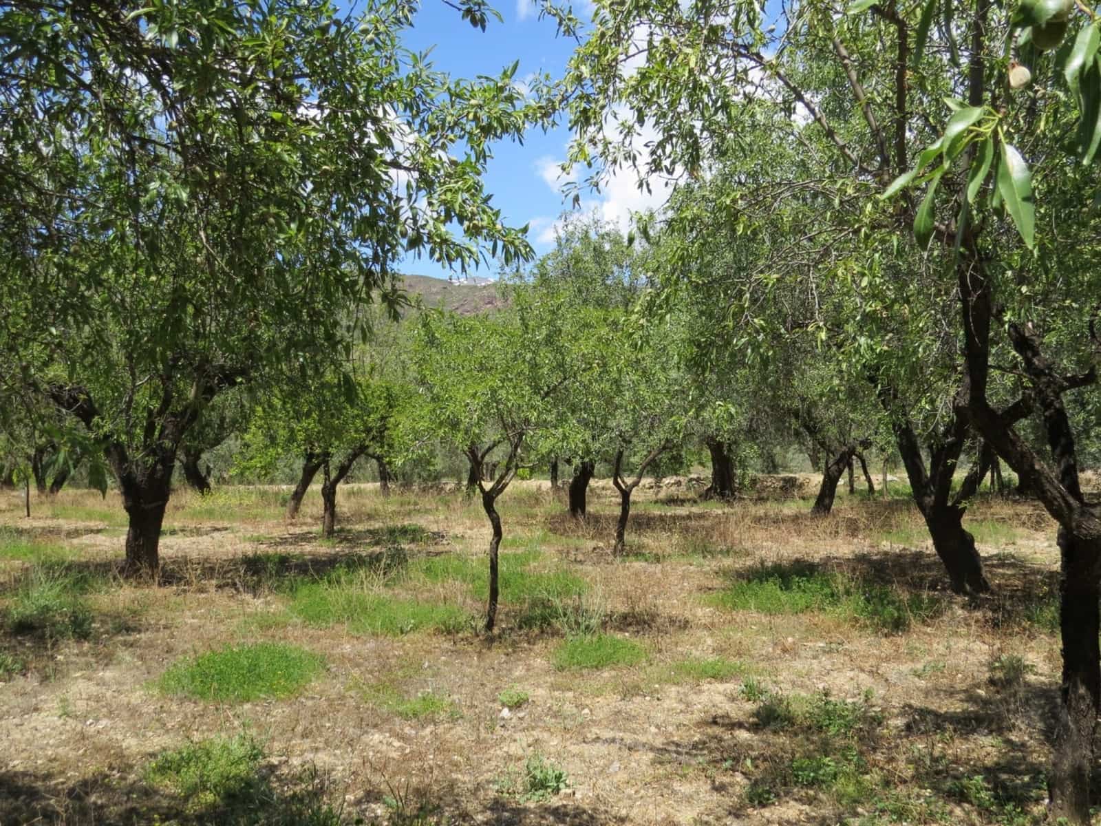 3 soveværelse Finca/Landehus til salg i Castaras - € 160.000 (Ref: 8316912)