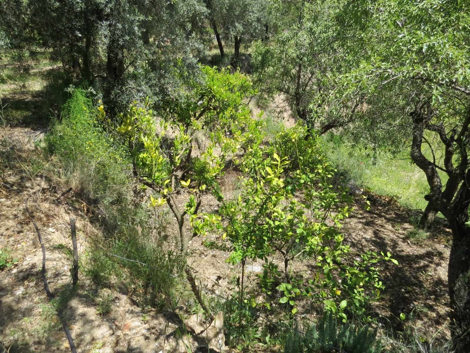 3 soveværelse Finca/Landehus til salg i Castaras - € 160.000 (Ref: 8316912)