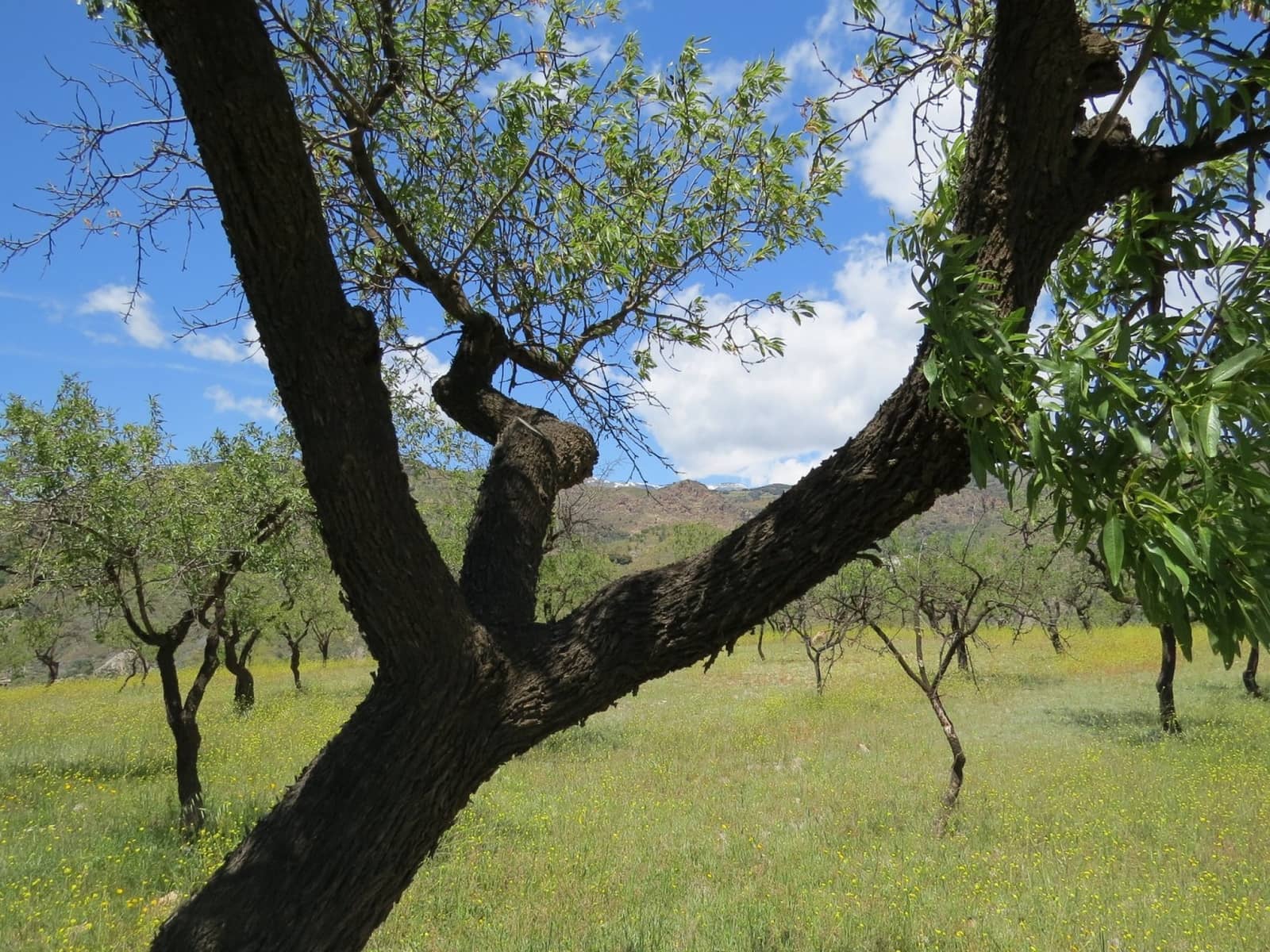 3 soveværelse Finca/Landehus til salg i Castaras - € 160.000 (Ref: 8316912)