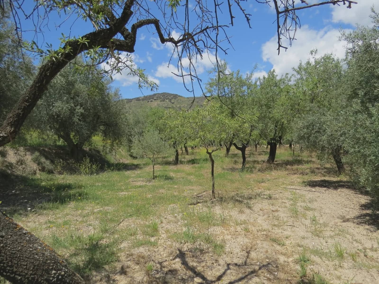 3 sovrum Finca/Hus på landet till salu i Castaras med garage - 160 000 € (Ref: 8316912)