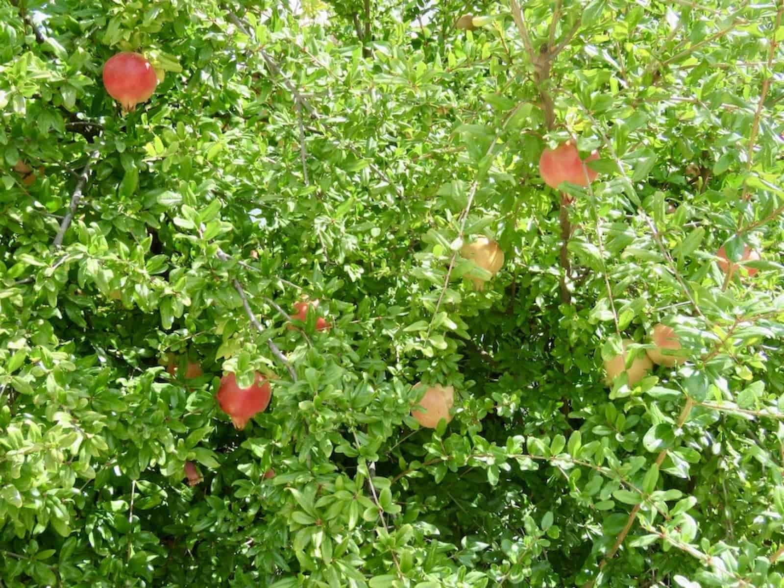 6 soveværelse Villa til salg i Villa Turistica de la Subbetica med swimmingpool garage - € 498.000 (Ref: 8602500)