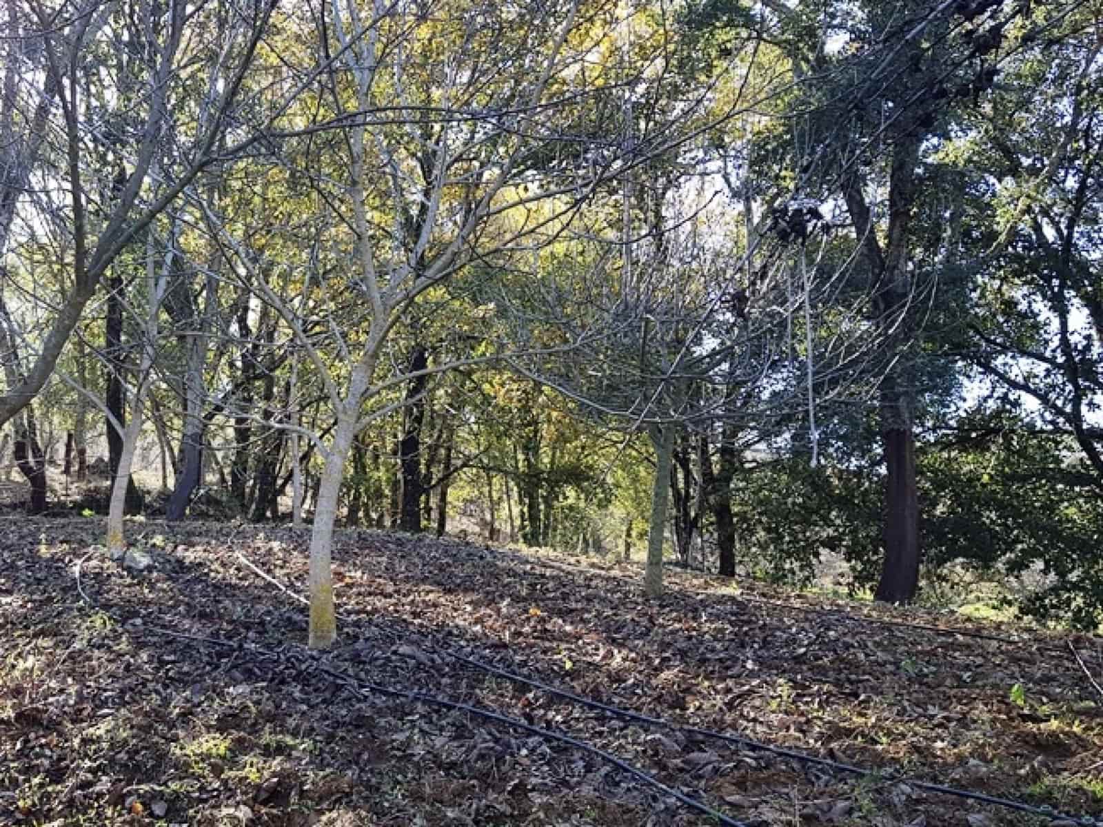 4 soveværelse Finca/Landehus til salg i Galaroza med swimmingpool - € 695.000 (Ref: 8670900)