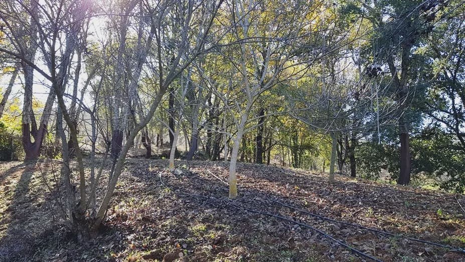 4 soverom Finca/Herregård til salgs i Galaroza - € 695 000 (Ref: 8670900)