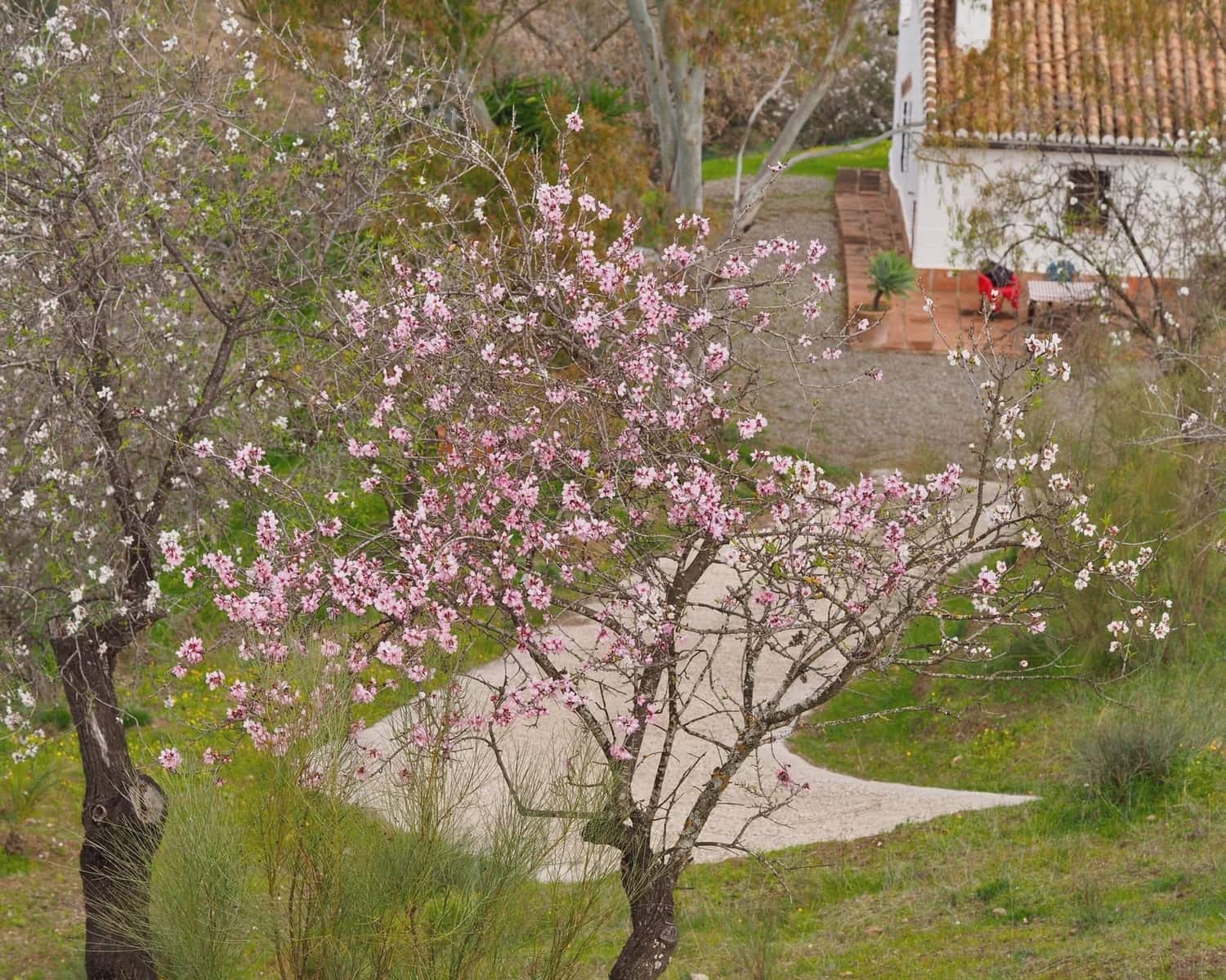 2 slaapkamer Finca/Landhuis te koop in Alora - € 295.000 (Ref: 8728812)