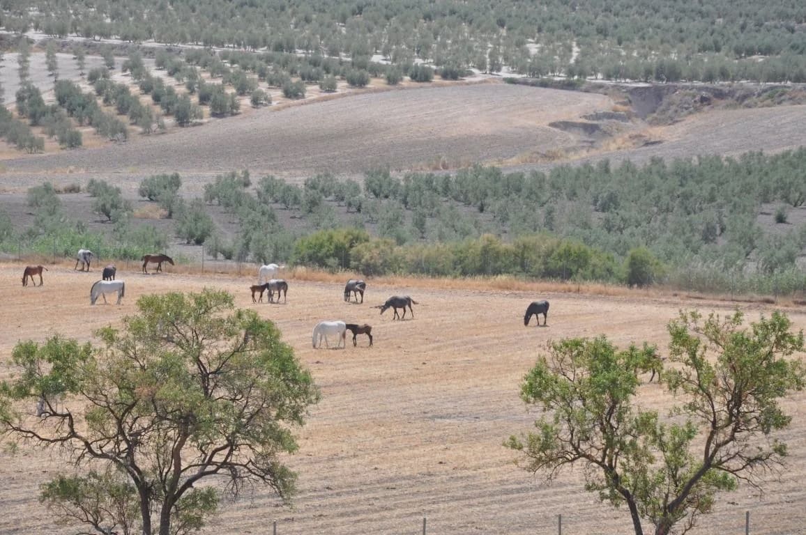5 soverom Finca/Herregård til salgs i La Puebla de Cazalla med svømmebasseng garasje - € 900 000 (Ref: 8728815)