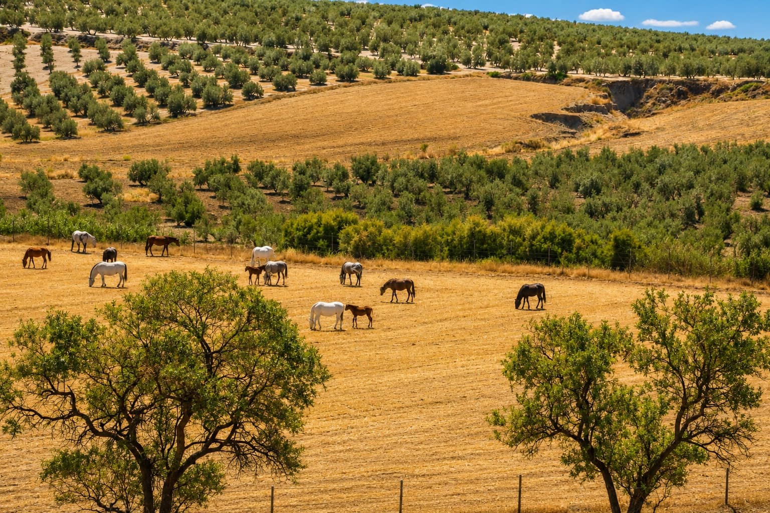 5 soverom Finca/Herregård til salgs i La Puebla de Cazalla med svømmebasseng garasje - € 900 000 (Ref: 8728815)