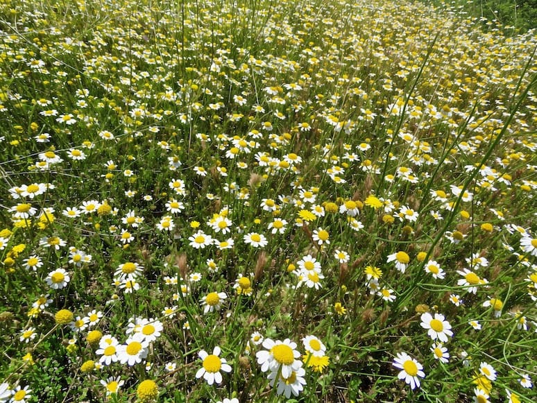 8 soverom Finca/Herregård til salgs i Canar med svømmebasseng - € 595 000 (Ref: 8751796)