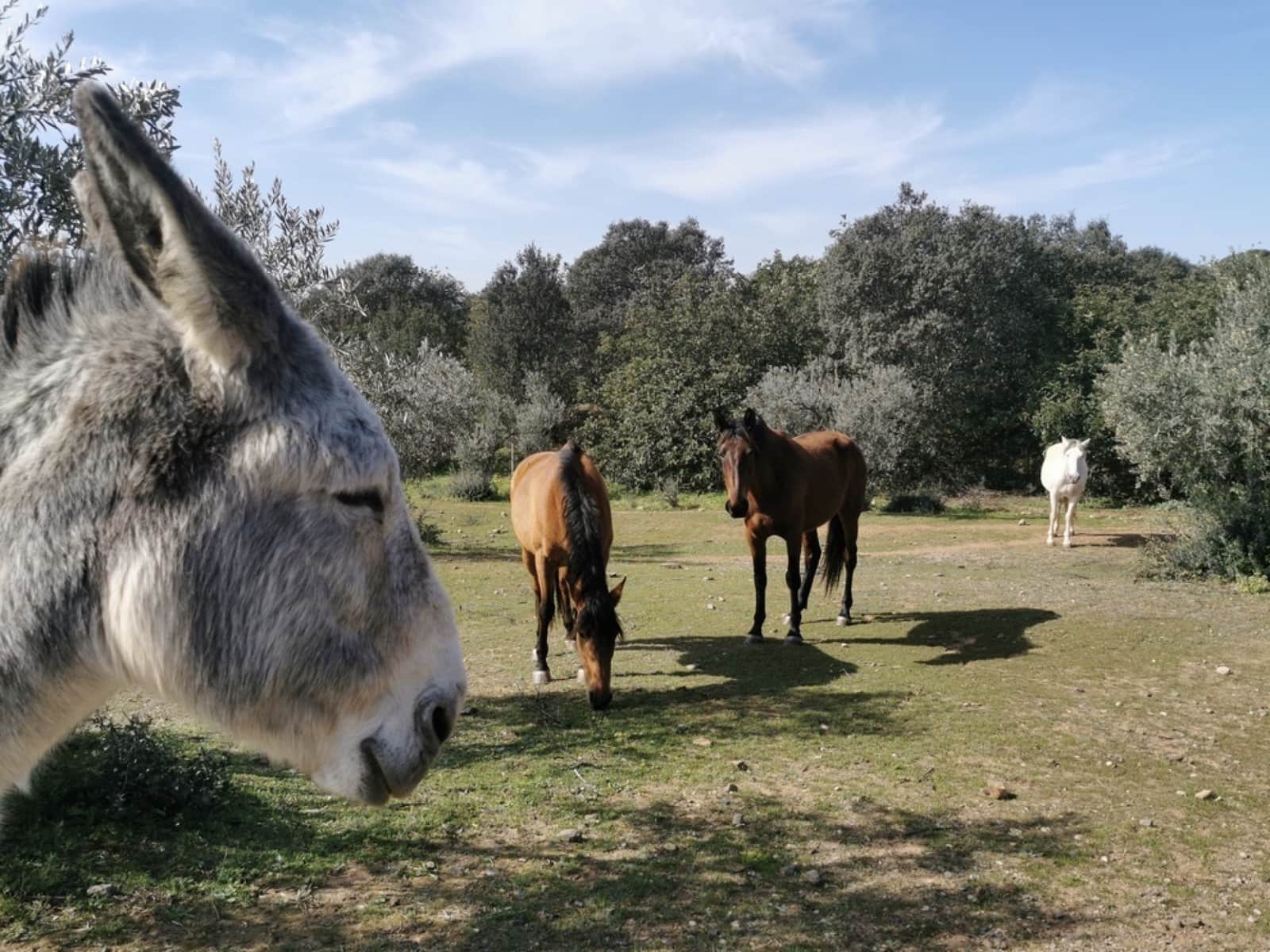 24 soveværelse Finca/Landehus til salg i Gerena med swimmingpool garage - € 2.800.000 (Ref: 8821144)