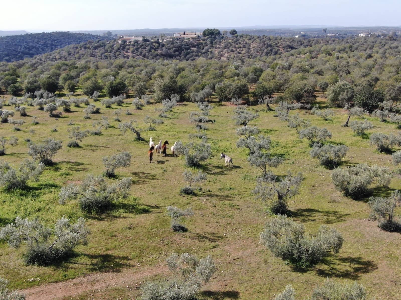 24 soveværelse Finca/Landehus til salg i Gerena med swimmingpool garage - € 2.800.000 (Ref: 8821144)