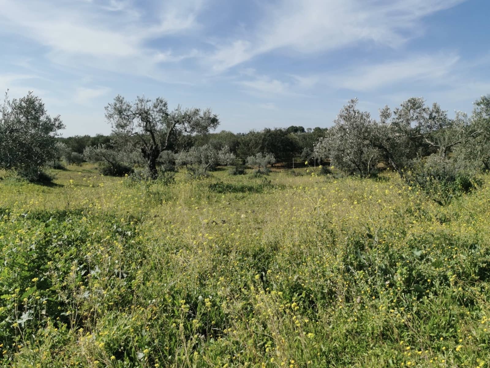 24 soveværelse Finca/Landehus til salg i Gerena med swimmingpool garage - € 2.800.000 (Ref: 8821144)