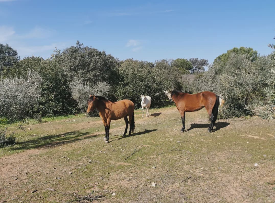 24 camera da letto Finca/Casa di Campagna in vendita in Gerena con piscina garage - 2.800.000 € (Rif: 8821144)