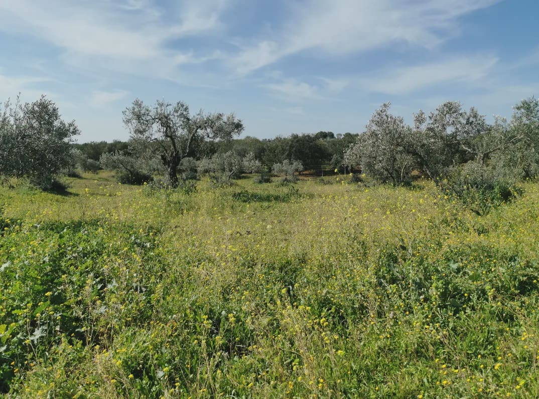 24 camera da letto Finca/Casa di Campagna in vendita in Gerena con piscina garage - 2.800.000 € (Rif: 8821144)