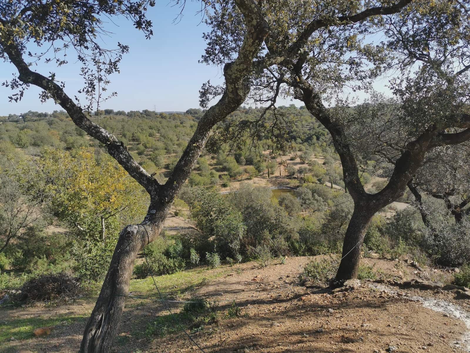 24 camera da letto Finca/Casa di Campagna in vendita in Gerena con piscina garage - 2.800.000 € (Rif: 8821144)