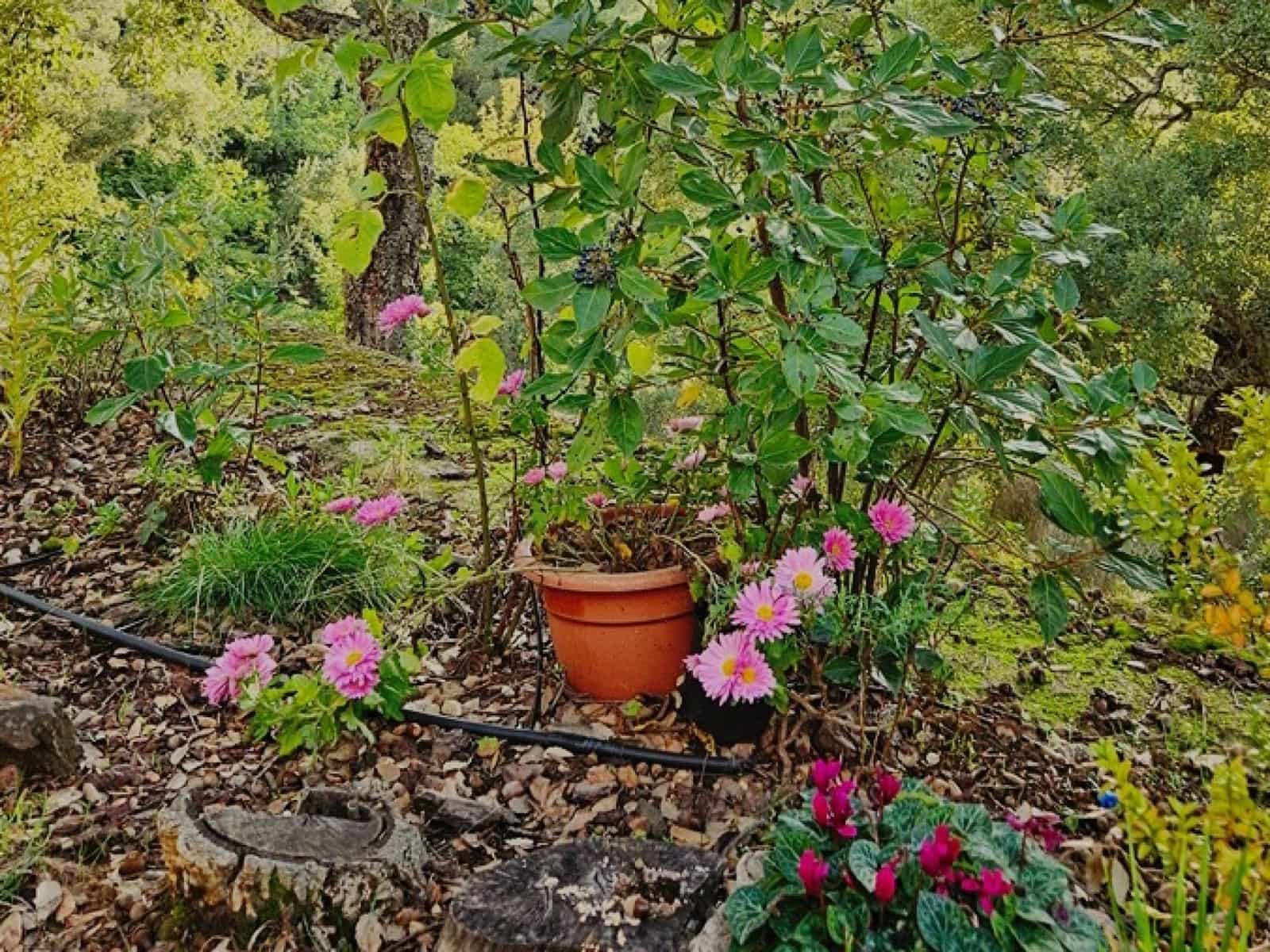 2 soveværelse Finca/Landehus til salg i Castano del Robledo med swimmingpool - € 255.000 (Ref: 8885148)