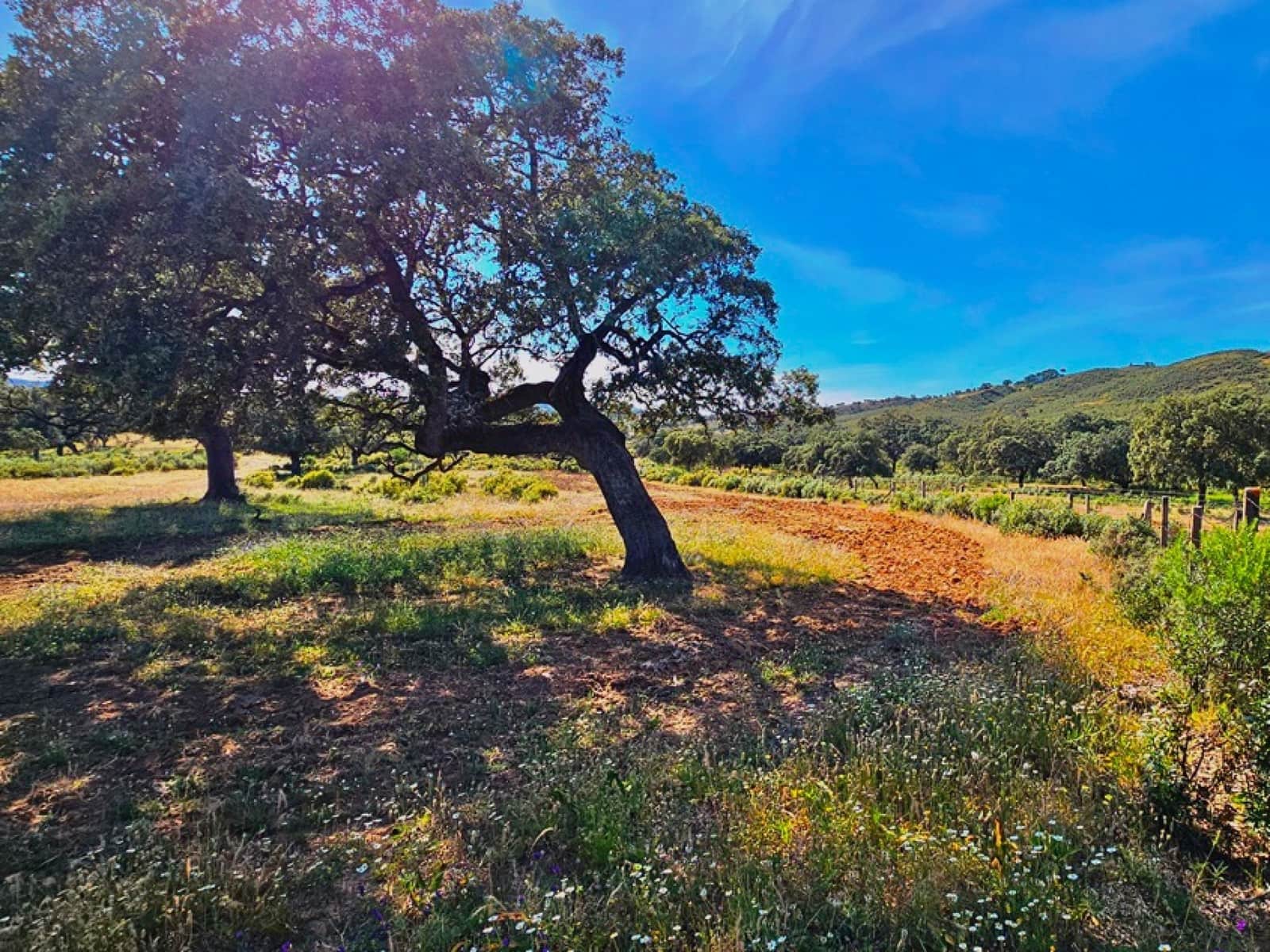 4 chambre Finca/Maison de Campagne à vendre à Aracena - 2 300 000 € (Ref: 8885149)