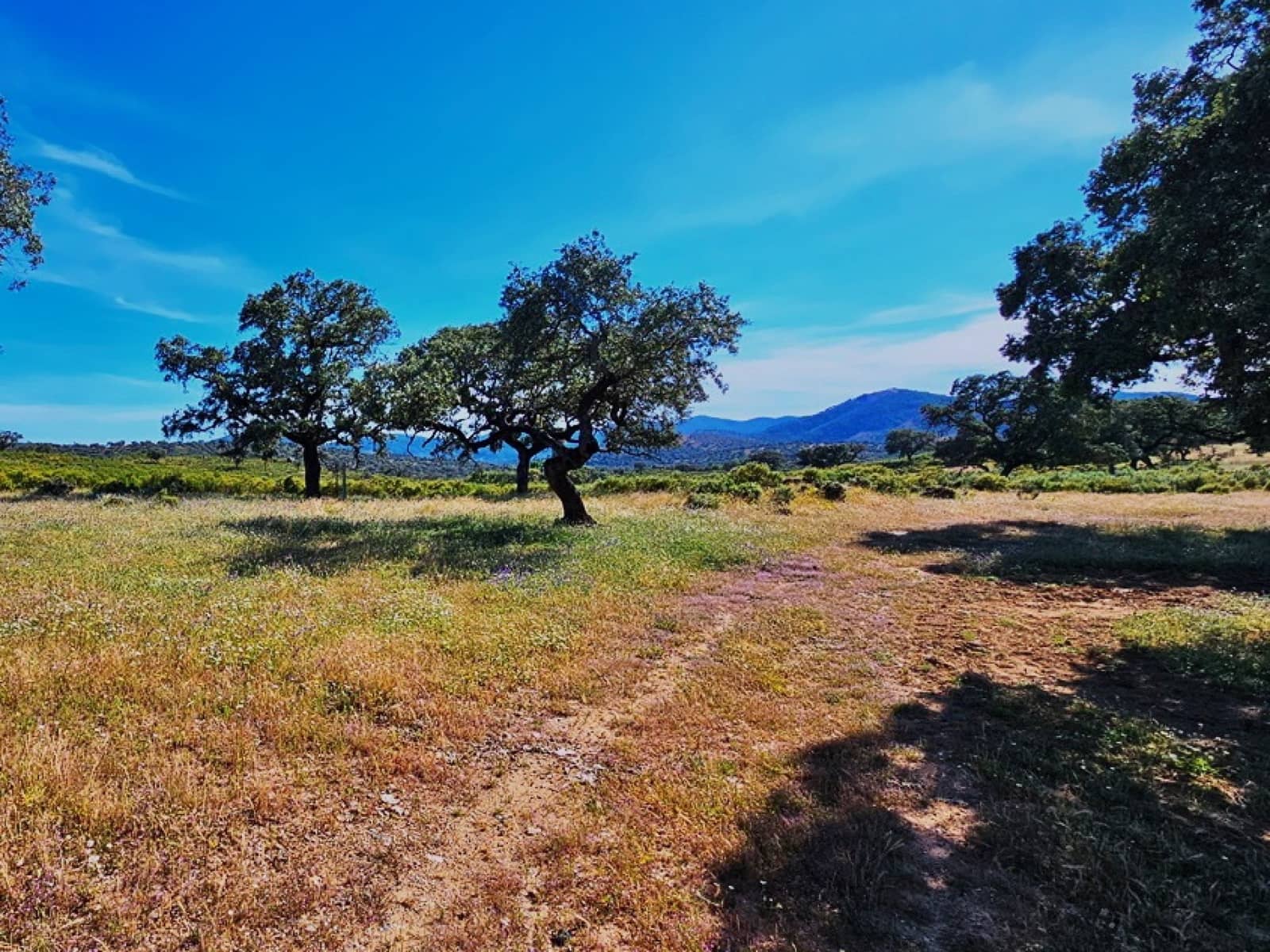 4 chambre Finca/Maison de Campagne à vendre à Aracena - 2 300 000 € (Ref: 8885149)