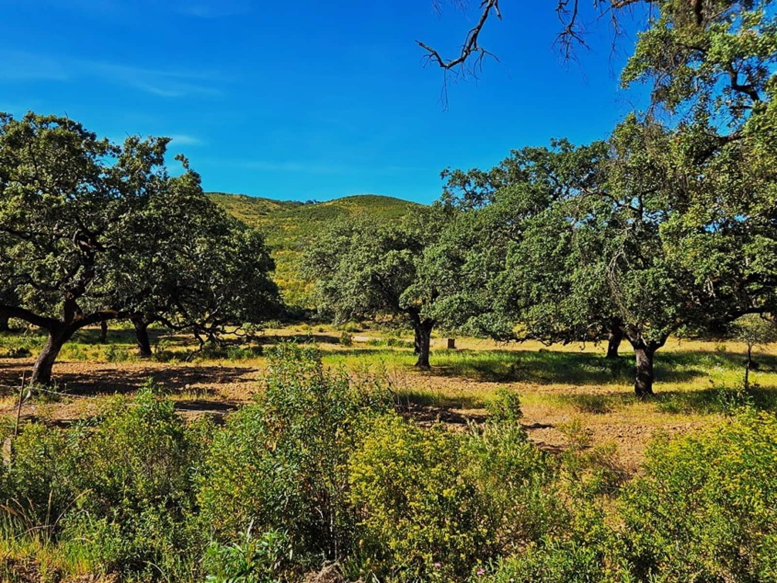4 chambre Finca/Maison de Campagne à vendre à Aracena - 2 300 000 € (Ref: 8885149)