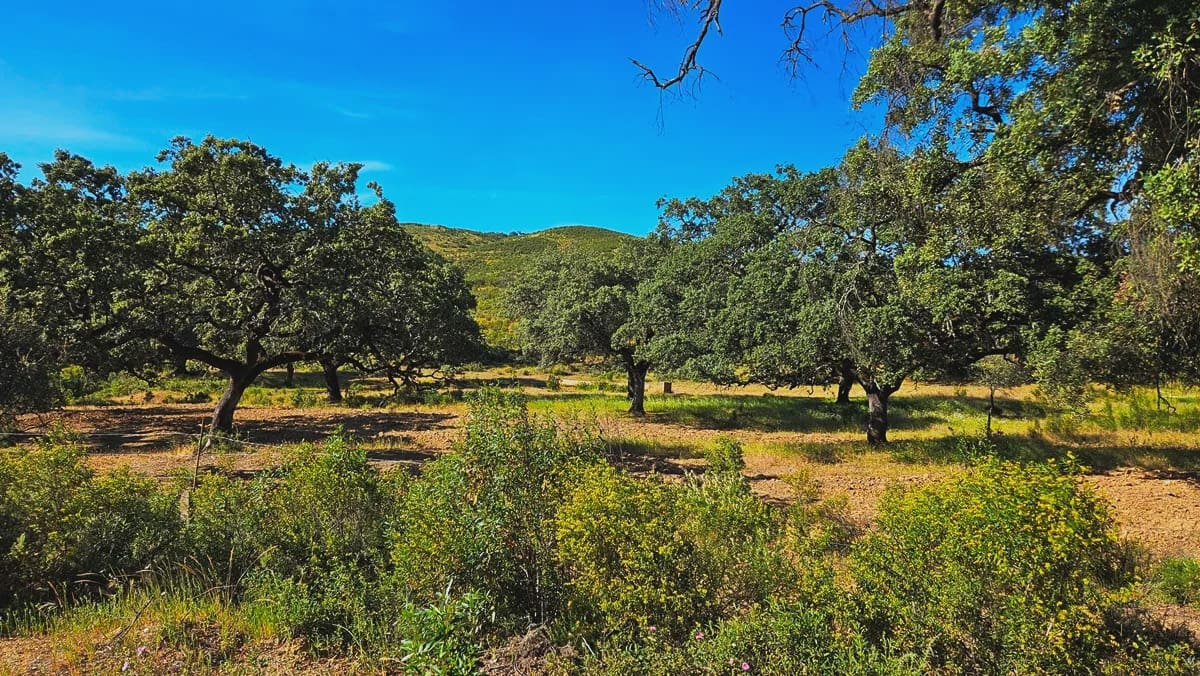 4 quarto Quinta/Casa Rural para venda em Aracena - 2 300 000 € (Ref: 8885149)