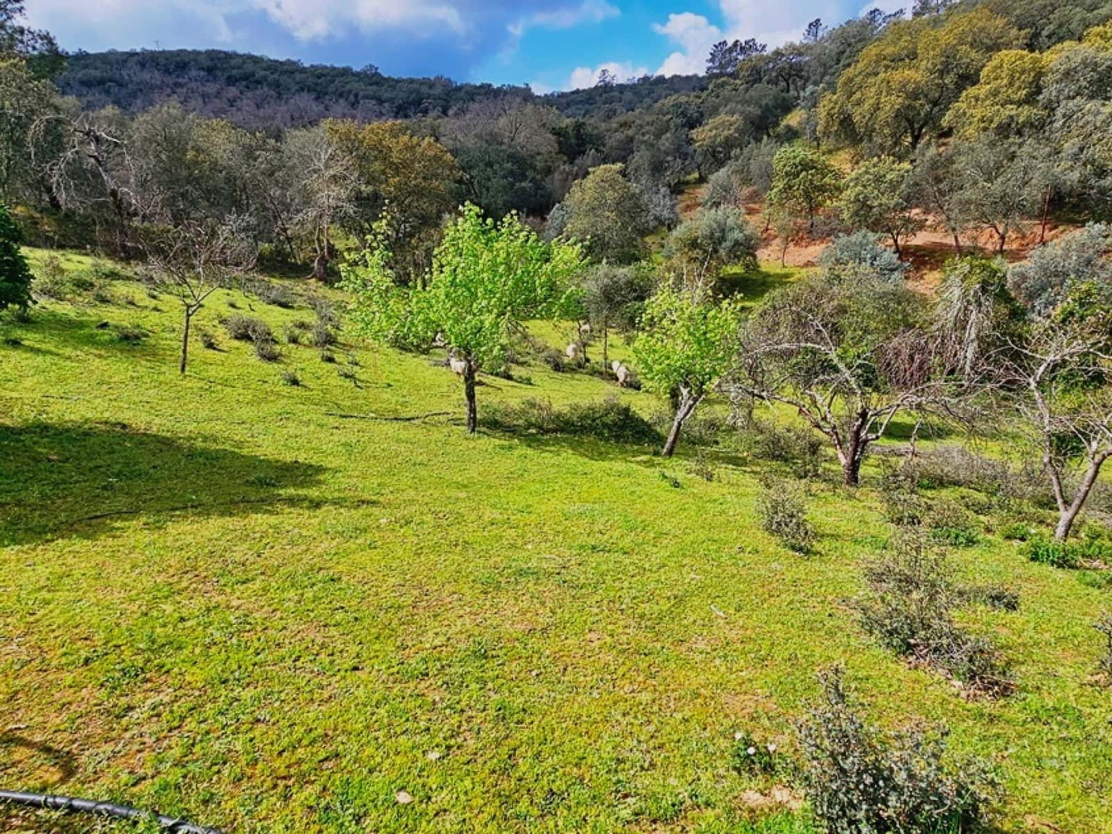 5 sypialnia Finka/Dom wiejski na sprzedaż w Cortegana z basenem - 320 000 € (Ref: 8885522)