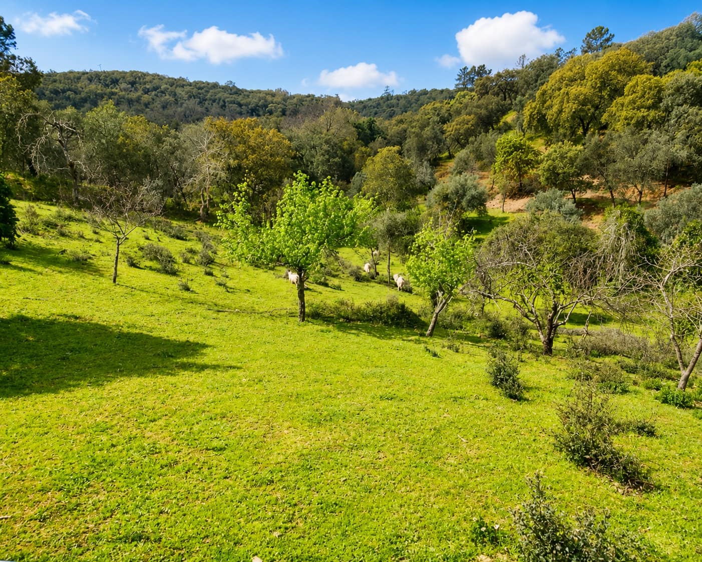 5 soverom Finca/Herregård til salgs i Cortegana med svømmebasseng - € 320 000 (Ref: 8885522)