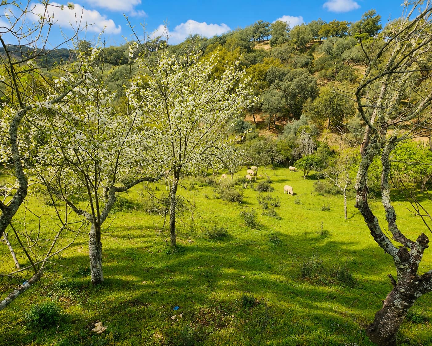 5 soverom Finca/Herregård til salgs i Cortegana med svømmebasseng - € 320 000 (Ref: 8885522)