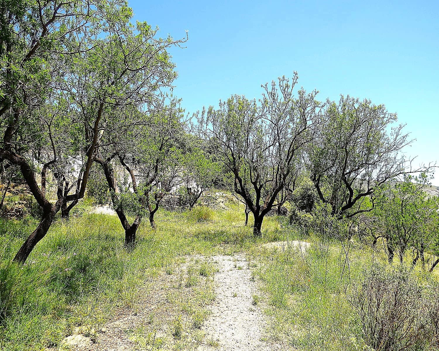 2 soveværelse Finca/Landehus til salg i Mecina Bombaron - € 80.000 (Ref: 9078335)