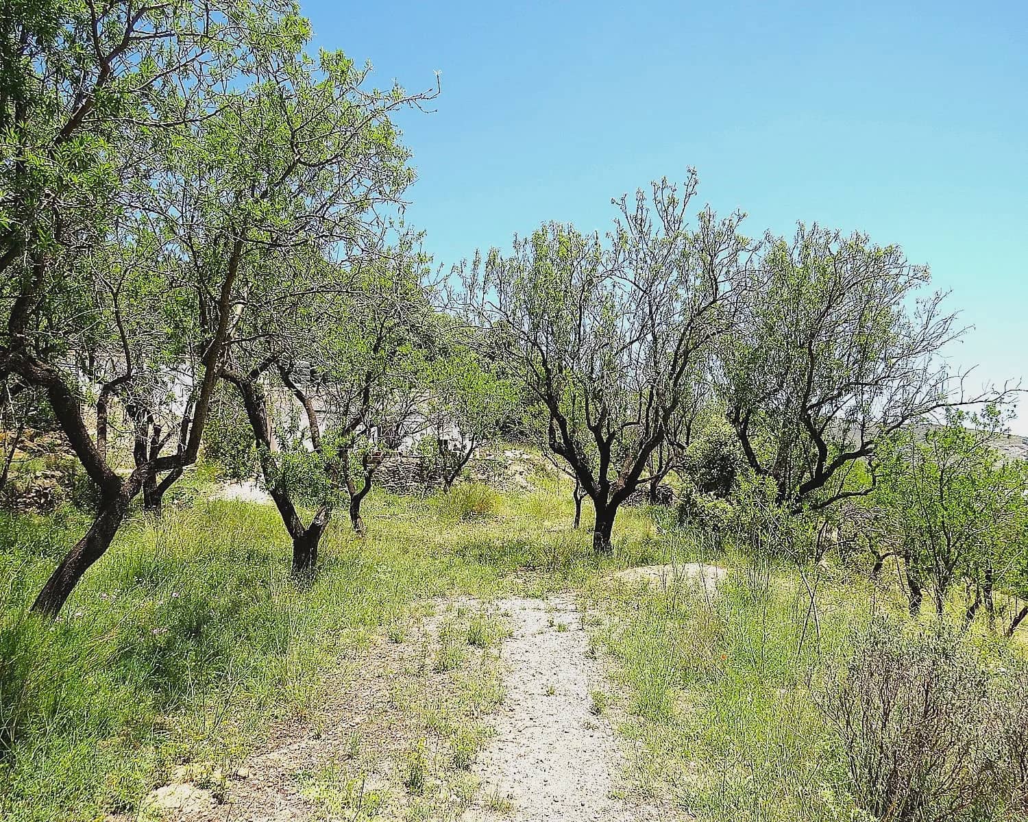2 soveværelse Finca/Landehus til salg i Mecina Bombaron - € 75.000 (Ref: 9078335)