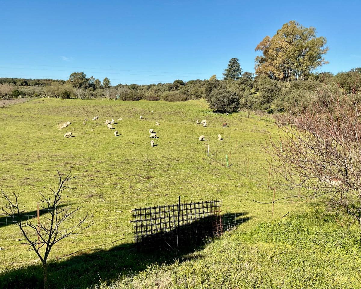 5 soveværelse Finca/Landehus til salg i Cazalla de la Sierra med swimmingpool garage - € 550.000 (Ref: 9248917)