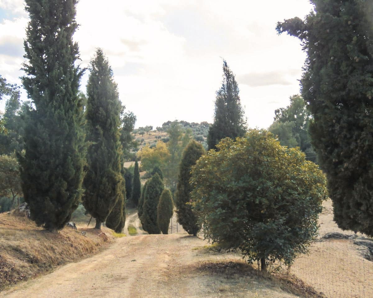 5 soveværelse Finca/Landehus til salg i Cazalla de la Sierra med swimmingpool garage - € 550.000 (Ref: 9248917)