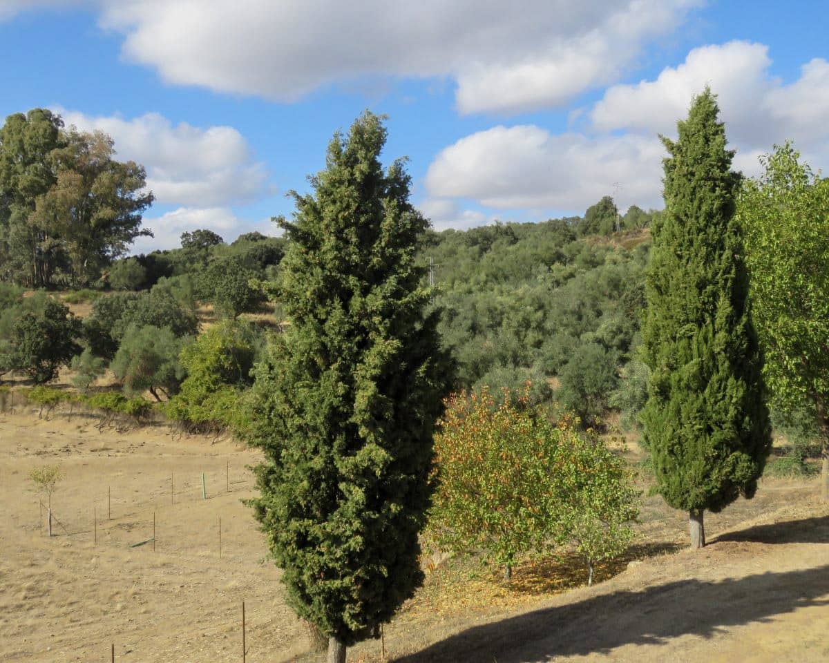 5 soveværelse Finca/Landehus til salg i Cazalla de la Sierra med swimmingpool garage - € 550.000 (Ref: 9248917)