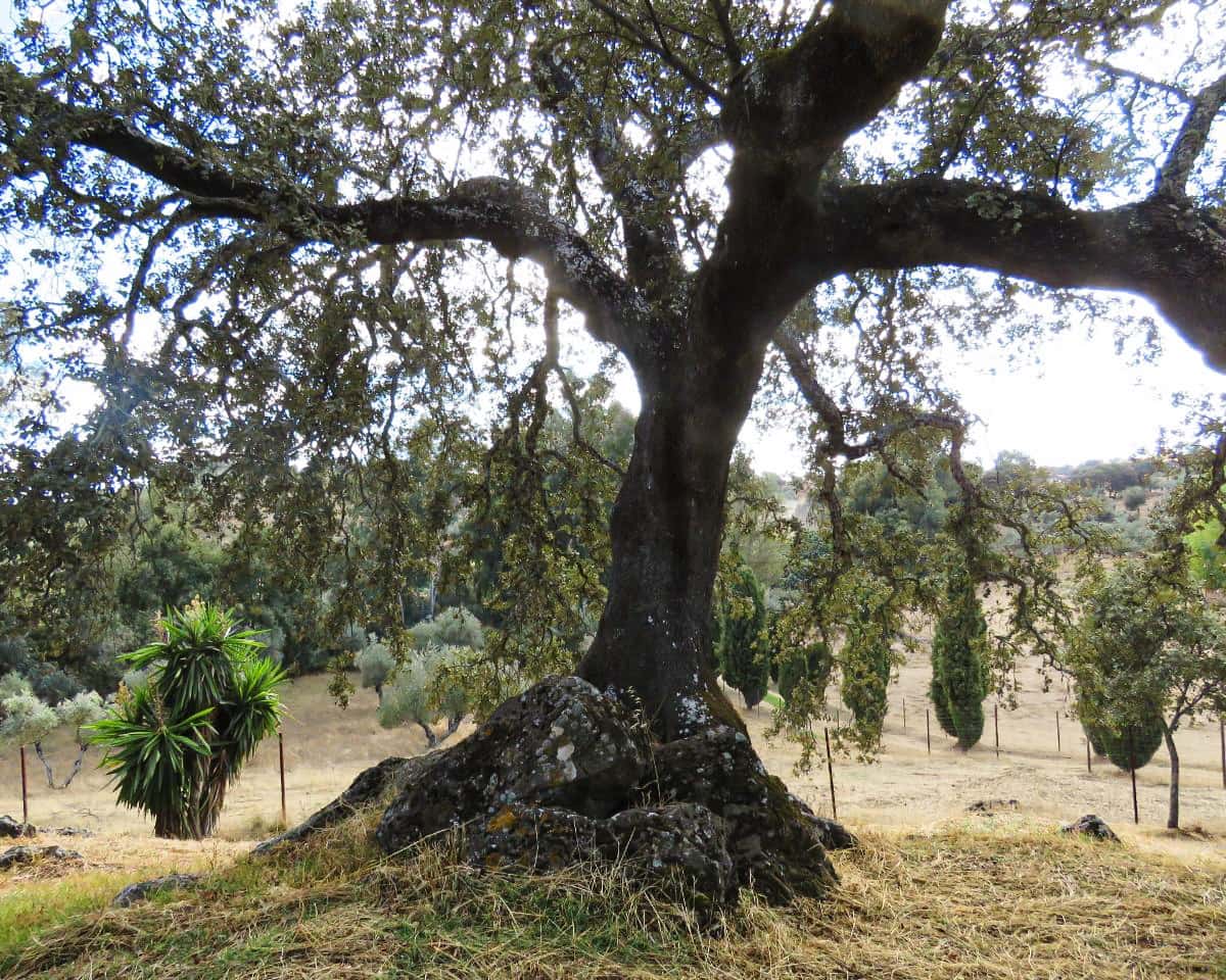 5 soveværelse Finca/Landehus til salg i Cazalla de la Sierra med swimmingpool garage - € 550.000 (Ref: 9248917)