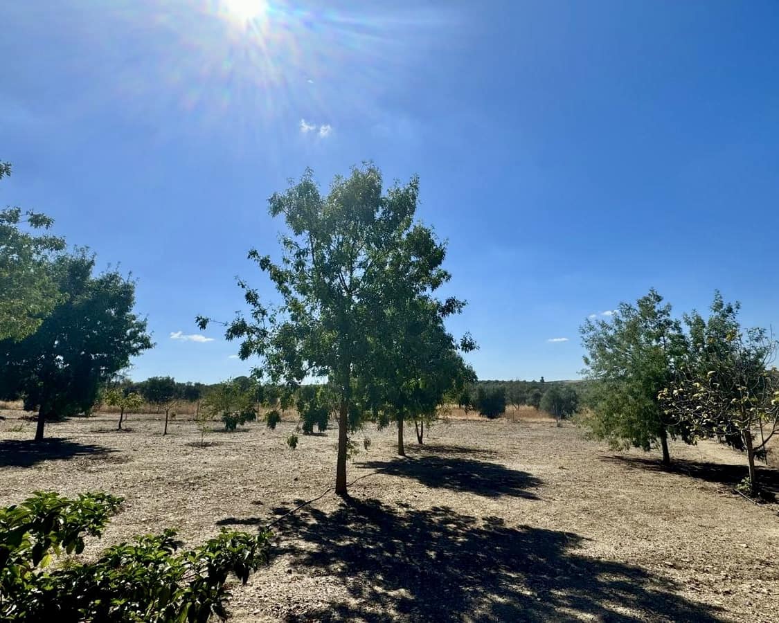 3 slaapkamer Finca/Landhuis te koop in Berlanga - € 230.000 (Ref: 9325454)