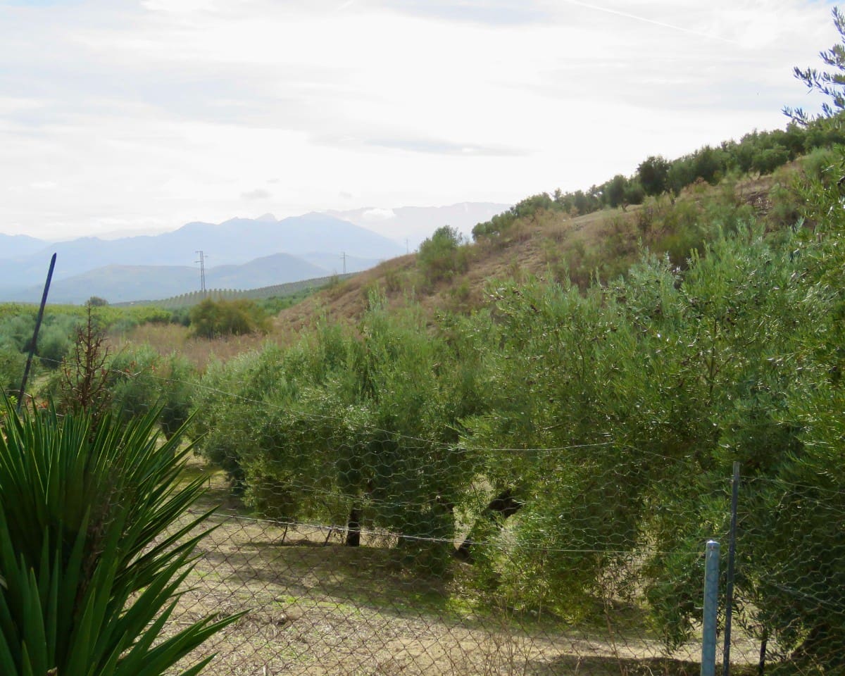 20 soverom Finca/Herregård til salgs i Ubeda med svømmebasseng - € 849 000 (Ref: 9395498)