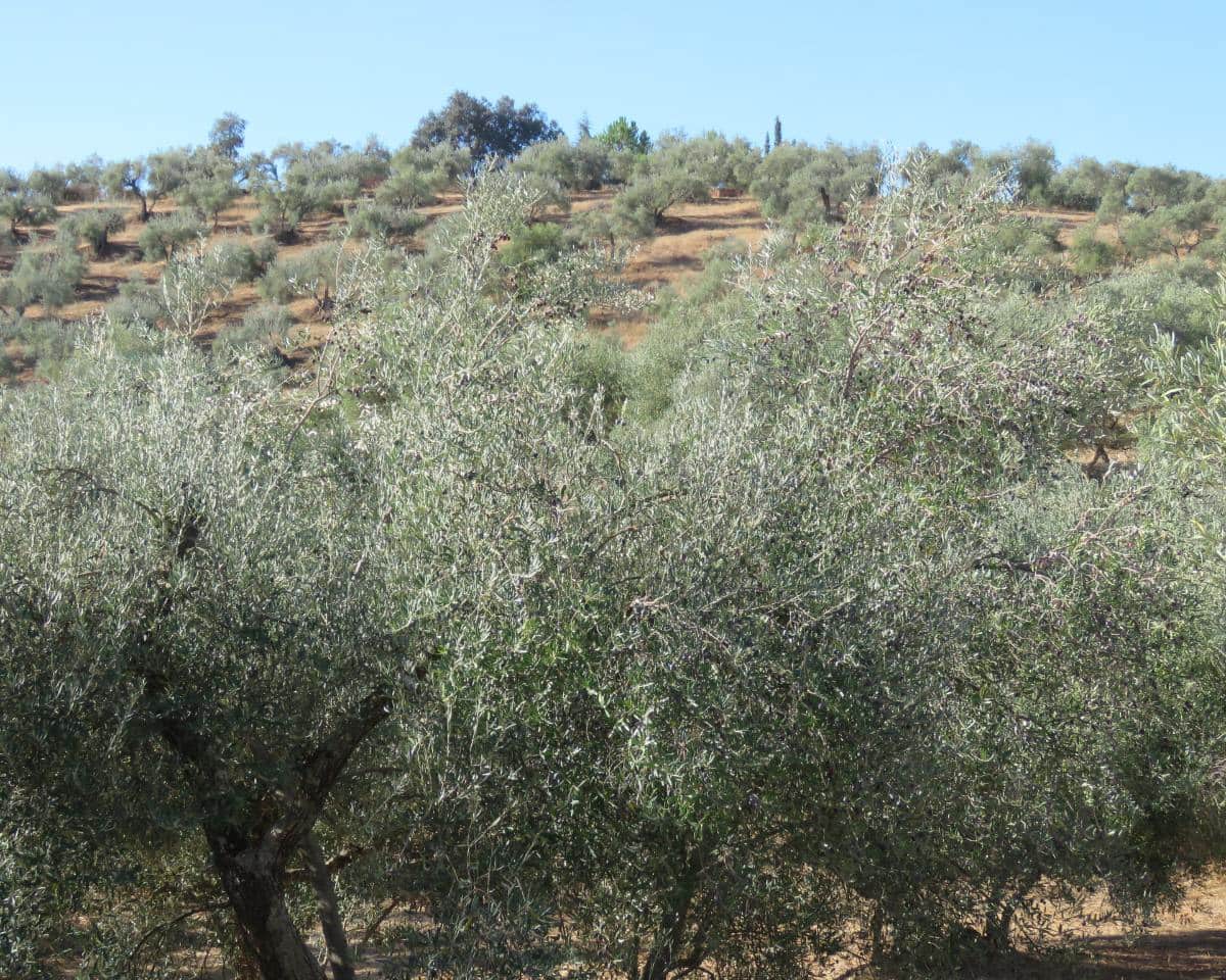 3 bedroom Finca/Country House for sale in Las Navas de la Concepcion with garage - € 270,000 (Ref: 9397984)