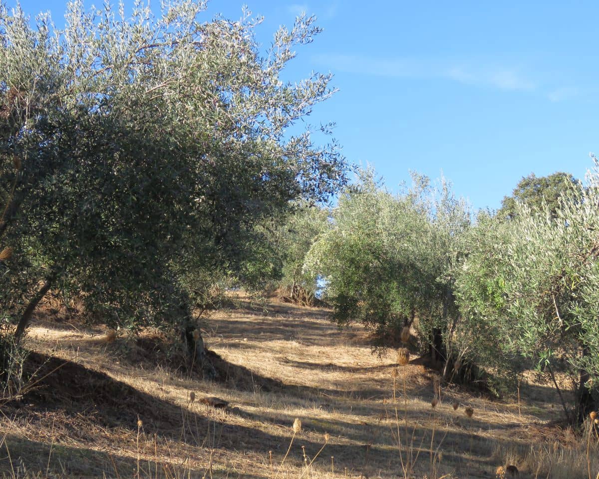 3 bedroom Finca/Country House for sale in Las Navas de la Concepcion with garage - € 270,000 (Ref: 9397984)