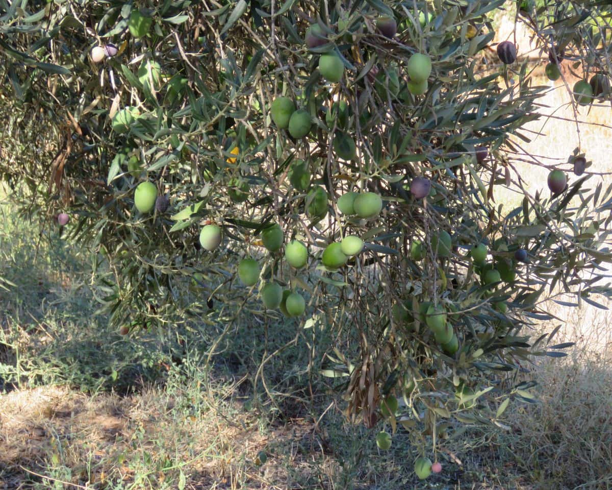 3 bedroom Finca/Country House for sale in Las Navas de la Concepcion with garage - € 270,000 (Ref: 9397984)