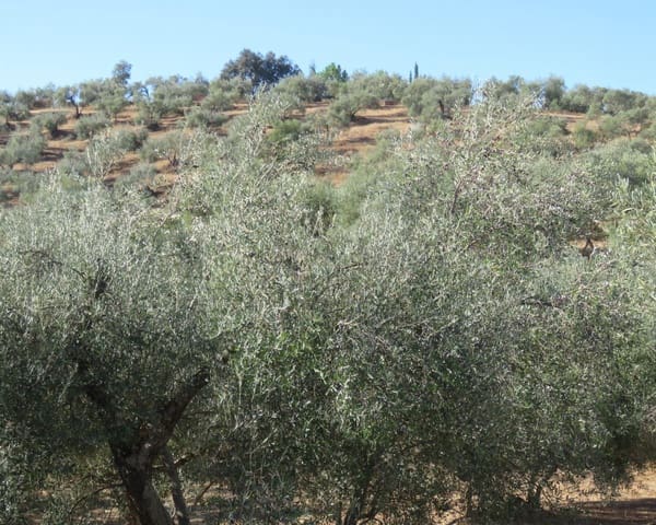 3 bedroom Finca/Country House for sale in Las Navas de la Concepción with garage - € 270,000 (Ref: 9397984)