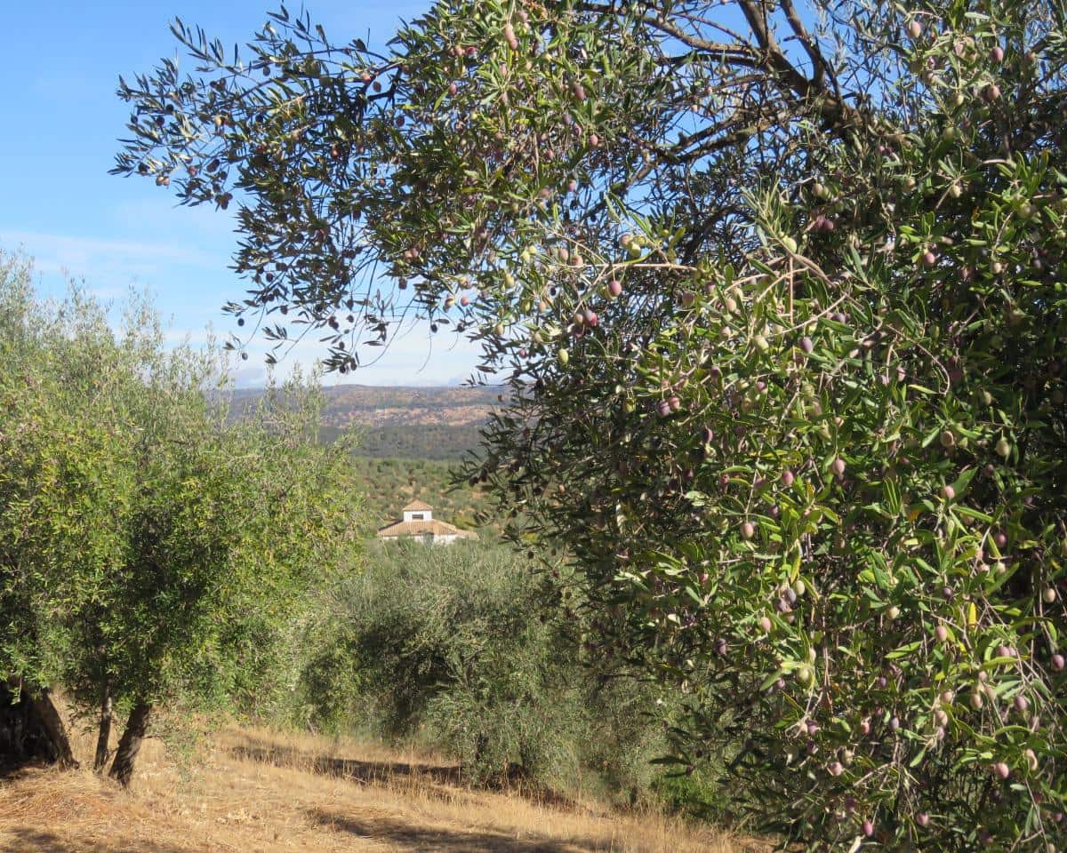 3 bedroom Finca/Country House for sale in Las Navas de la Concepcion with garage - € 270,000 (Ref: 9397984)