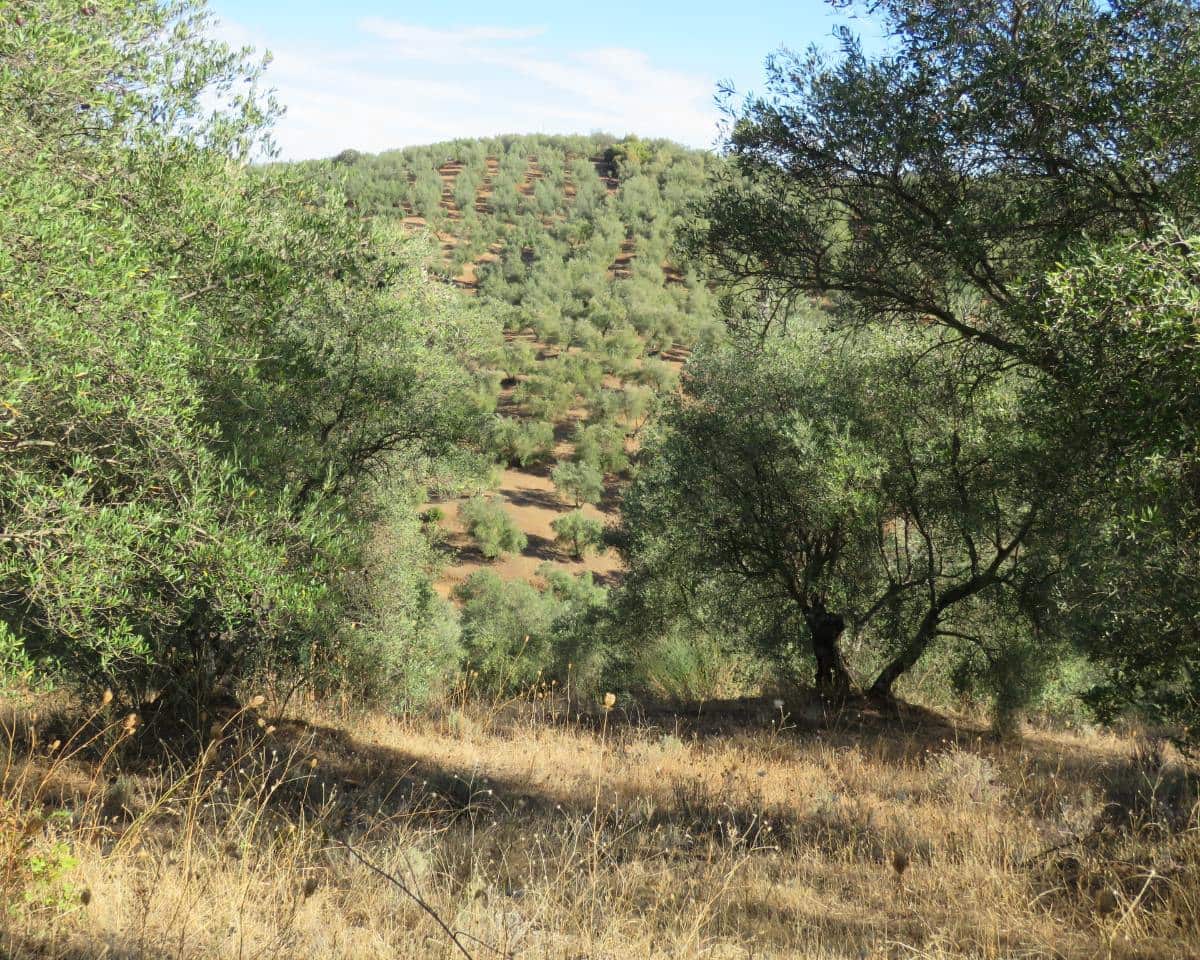 3 bedroom Finca/Country House for sale in Las Navas de la Concepcion with garage - € 270,000 (Ref: 9397984)