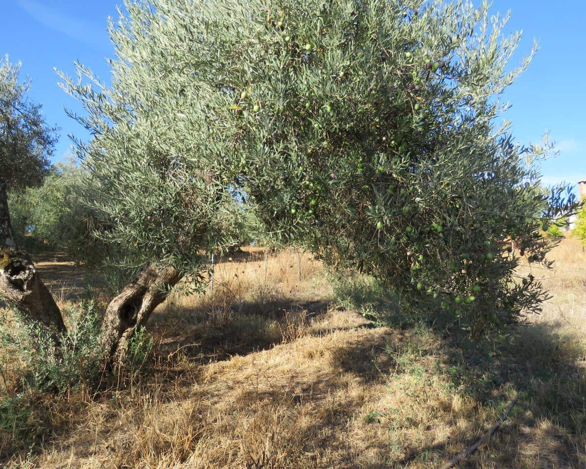 3 bedroom Finca/Country House for sale in Las Navas de la Concepcion with garage - € 270,000 (Ref: 9397984)