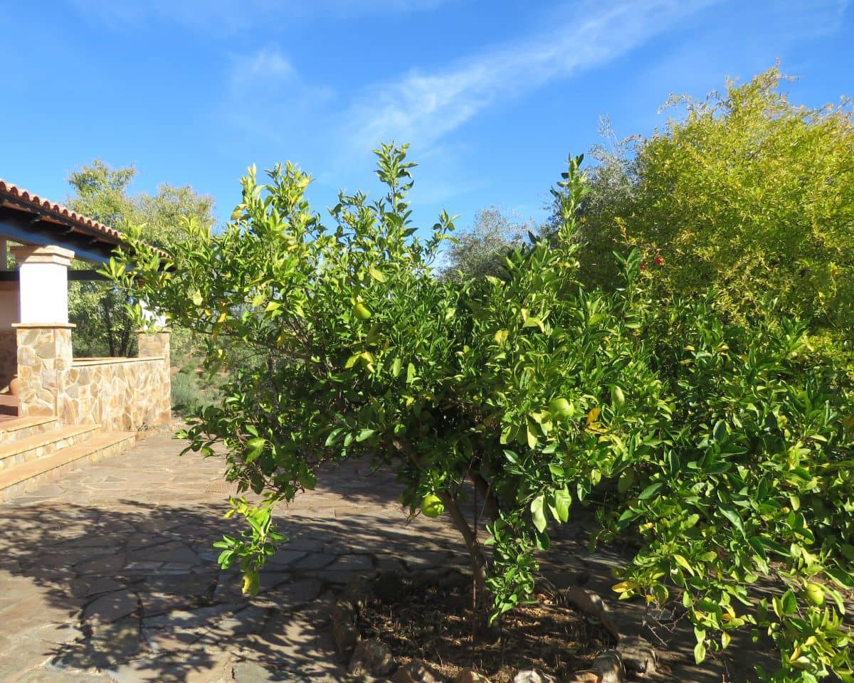 3 bedroom Finca/Country House for sale in Las Navas de la Concepcion with garage - € 270,000 (Ref: 9397984)