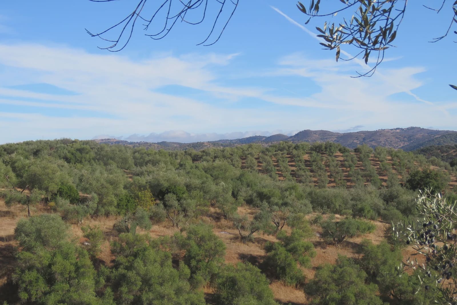 3 soverom Finca/Herregård til salgs i Las Navas de la Concepcion med garasje - € 270 000 (Ref: 9397984)
