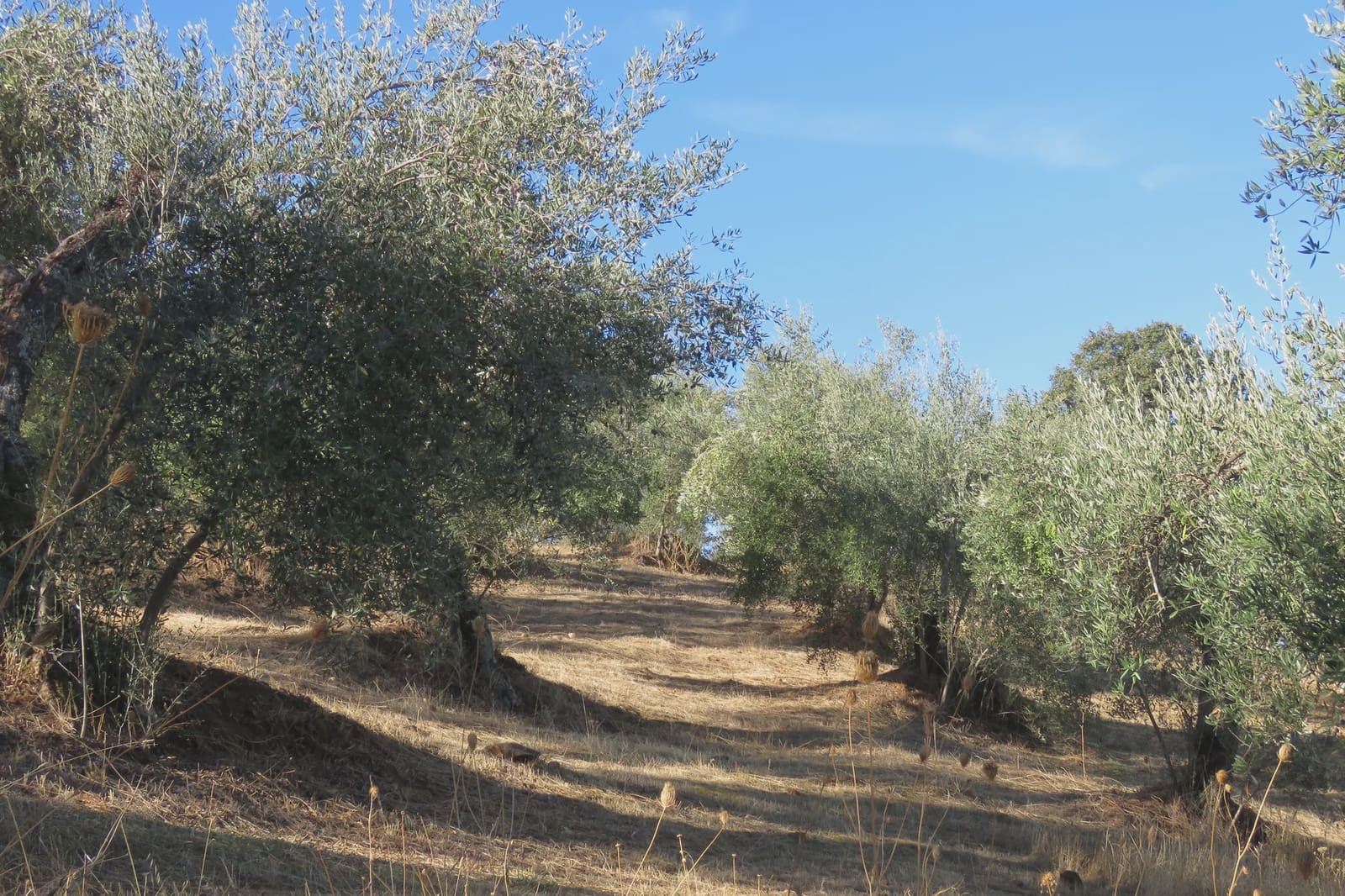 3 soverom Finca/Herregård til salgs i Las Navas de la Concepcion med garasje - € 270 000 (Ref: 9397984)