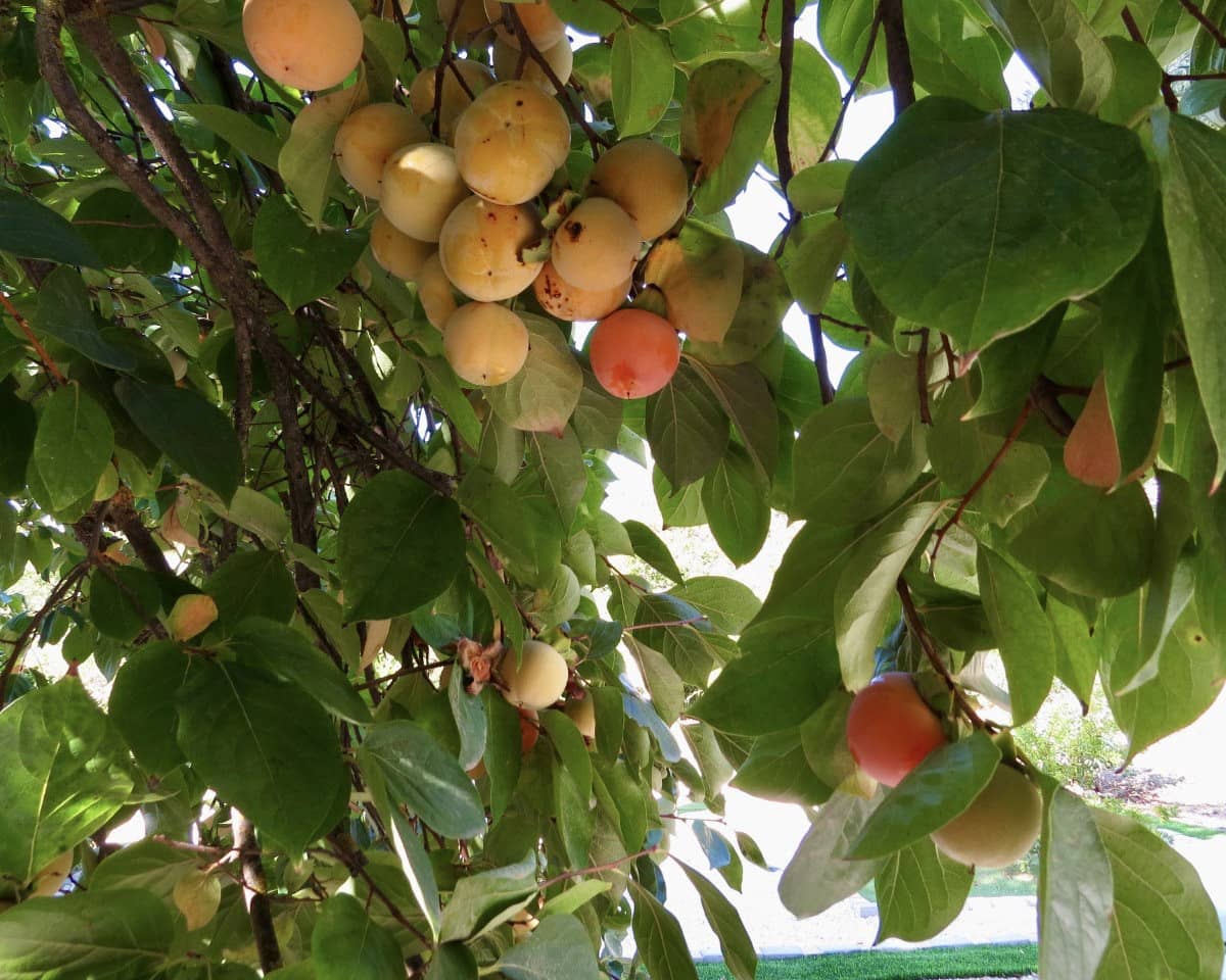 3 quarto Quinta/Casa Rural para venda em Loja - 285 000 € (Ref: 9404741)