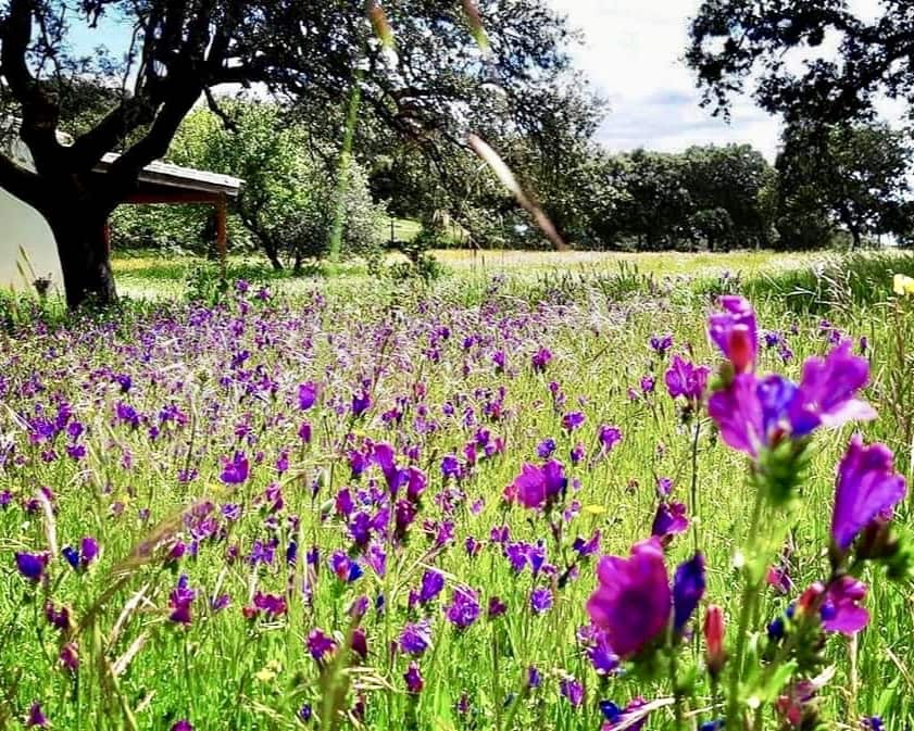 Finca/Casa Rural de 7 habitaciones en El Castillo de las Guardas en venta con piscina - 595.000 € (Ref: 9473297)