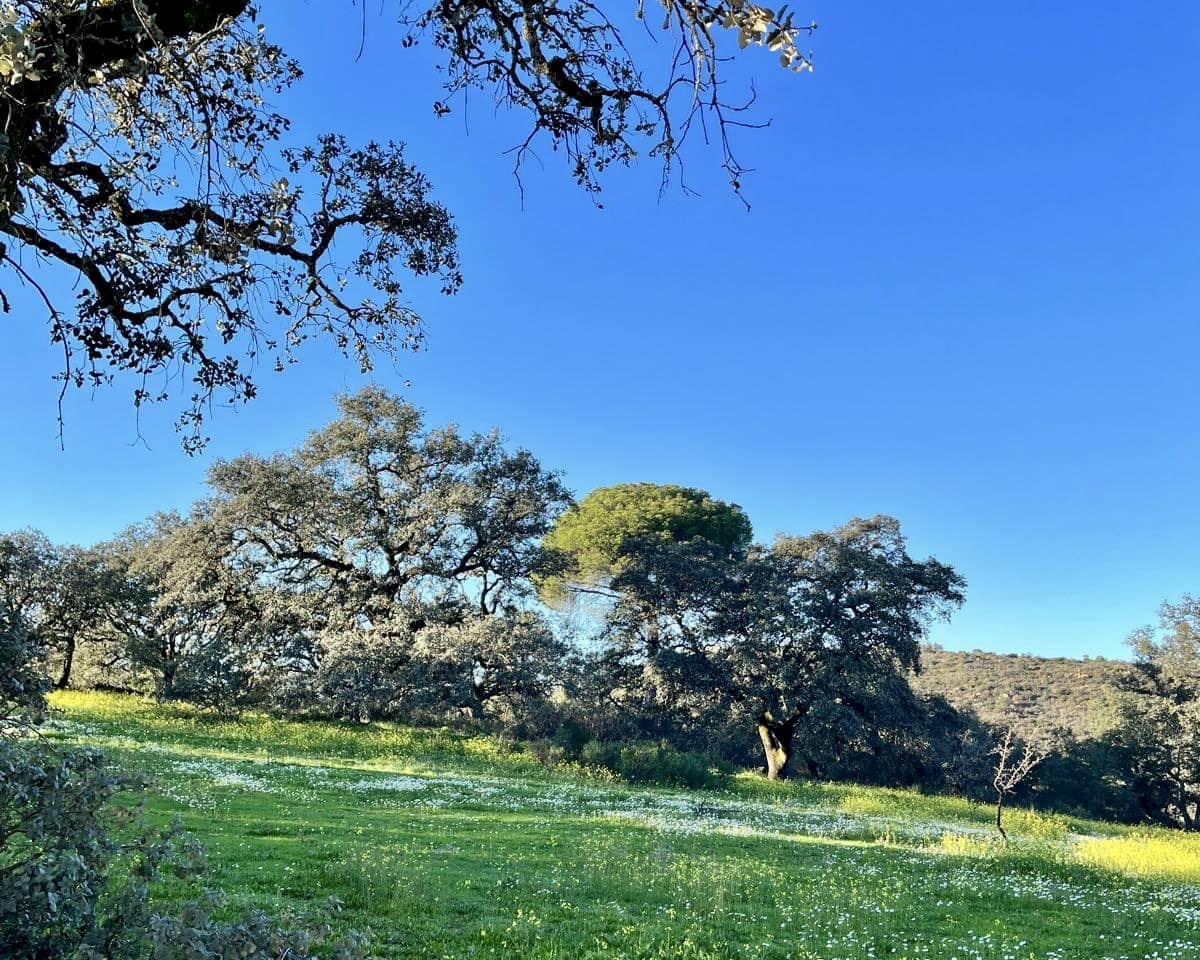 Finca/Casa Rural de 7 habitaciones en El Castillo de las Guardas en venta con piscina - 595.000 € (Ref: 9473297)