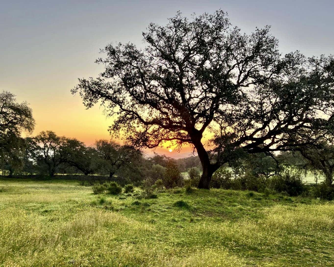 Finca/Casa Rural de 7 habitaciones en El Castillo de las Guardas en venta con piscina - 595.000 € (Ref: 9473297)