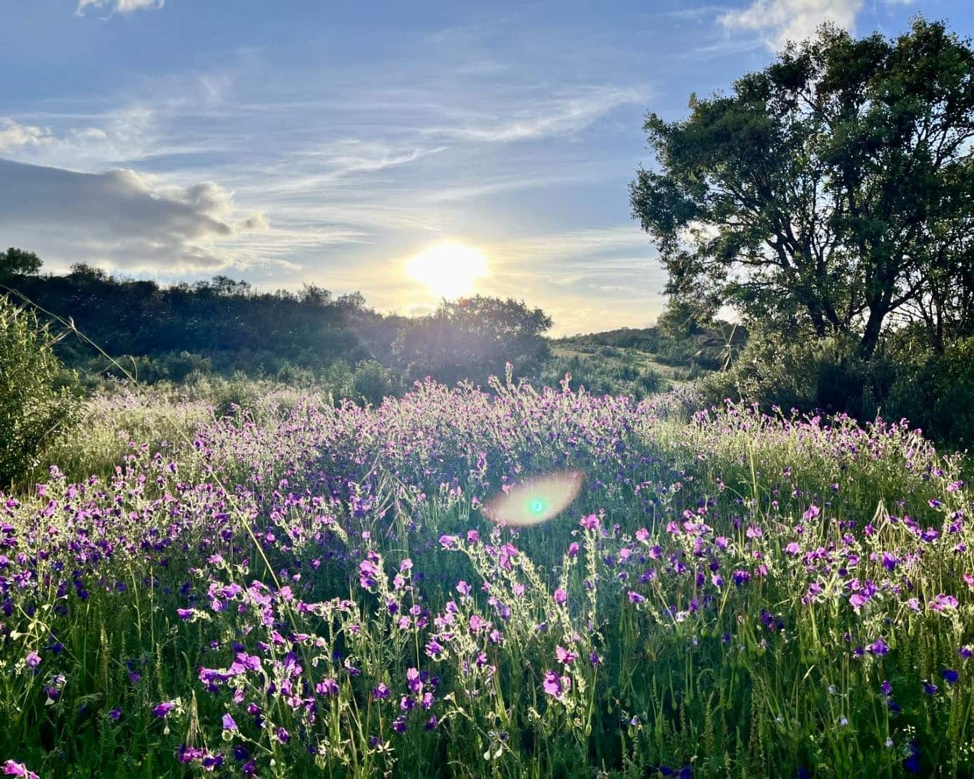 Finca/Casa Rural de 7 habitaciones en El Castillo de las Guardas en venta con piscina - 595.000 € (Ref: 9473297)