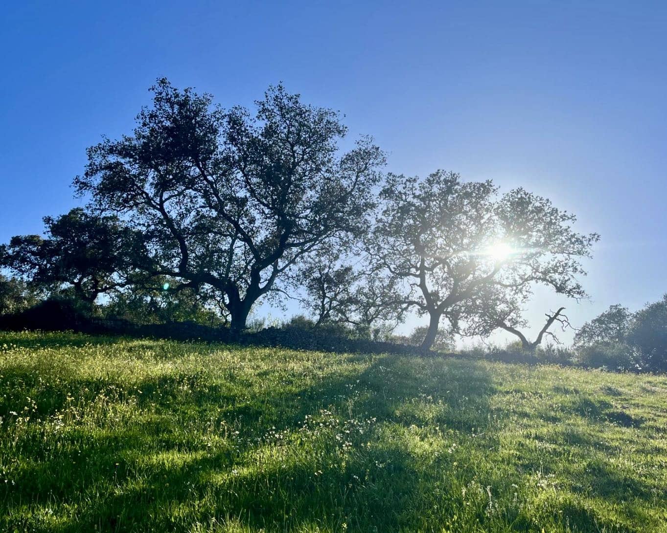 Finca/Casa Rural de 7 habitaciones en El Castillo de las Guardas en venta con piscina - 595.000 € (Ref: 9473297)